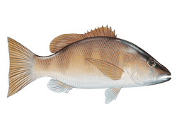 grey snapper